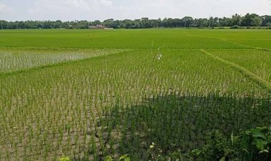 সারের দাম বাড়তি, কৃষকের চোখে অন্ধকার