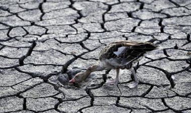  ৫০০ বছরে এমন খরা দেখেনি ইউরো