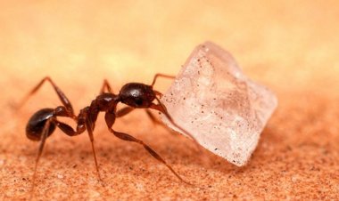 পিঁপড়ার উপদ্রব থেকে বাঁচার উপায়