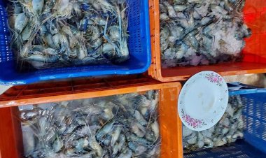 চিংড়িতে অপদ্রব্য পুশ, ডিপো সিলগালা