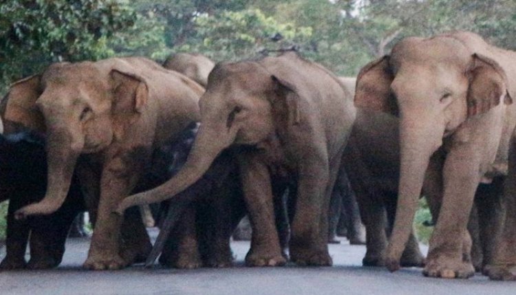 আসামে বুনো হাতির আক্রমণে শিশুসহ ৩ জনের মৃত্যু
