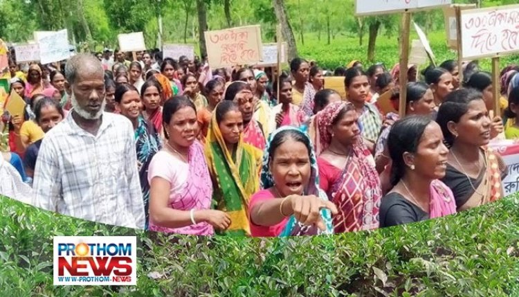 মজুরি বৃদ্ধি: প্রত্যাহারের কয়েক ঘণ্টার মধ্যেই ফের আন্দোলনের ঘোষণা চা শ্রমিকদের