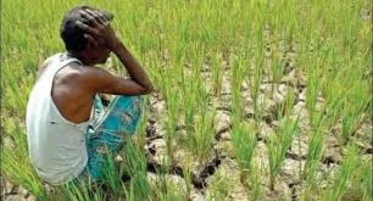 অনাবৃষ্টির ওপর খাঁড়ার ঘা হয়েছে সার-ডিজেলের দাম