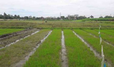 জলবায়ু পরিবর্তনের প্রভাবে খুলনায় আমন চাষ ব্যাহত