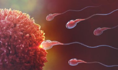 বন্ধ্যত্বের চিকিৎসায় নয়া আবিষ্কার! ‘মাইয়া’ প্রোটিনেই দূর হবে সন্তানধারণের সমস্যা