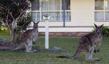 স্ট্রেলিয়ায় বিরল ঘটনা, ক্যাঙ্গারুর আক্রমণে একজন নিহত