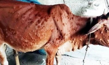  কুড়িগ্রামে ‘লাম্পি’ রোগে ১০ গরুর মৃত্যু, আতঙ্কে খামারিরা