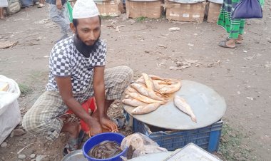 পঁচা মাছে রং মিশিয়ে টাটকা বানিয়ে বিক্রি!