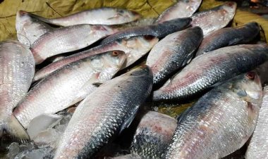  ৭ অক্টোবর থেকে ২২ দিন ইলিশ আহরণ, ক্রয়-বিক্রয় নিষিদ্ধ