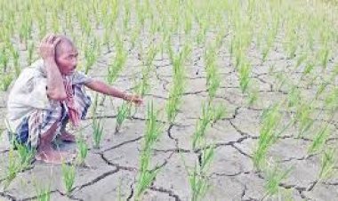  আউশের পর আমনের উৎপাদন কমার আশঙ্কা