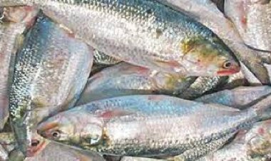 পূজা উপলক্ষে ২৮০০ কেজি ইলিশ ভারতে রফতানি