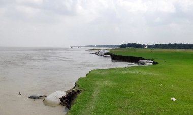 পানি কমায় পদ্মার তীররক্ষা বাঁধে ধস, বিলীন হচ্ছে ফসলি জমি