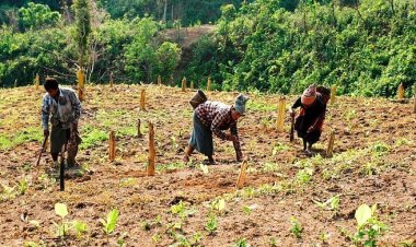 পাহাড়ে চাষ শিখতে বিদেশে প্রশিক্ষণ, খরচ ৬০ লাখ