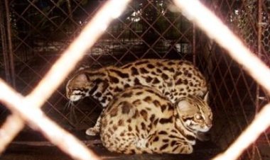 অর্থ সংকটে বন্ধের পথে সিতেশ বাবুর চিড়িয়াখানা