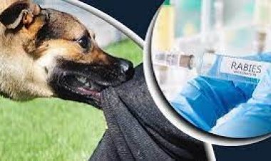 বিশ্বজুড়ে জলাতঙ্কেই বছরে ঝরে ৫৫ হাজার প্রাণ