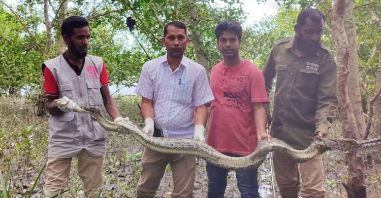 লোকালয় থেকে ১২ ফুট লম্বা অজগর উদ্ধার