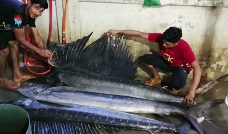 কুয়াকাটায় জালে ধরা পড়লো ৫ মণ ওজনের ৩টি পাখি মাছ