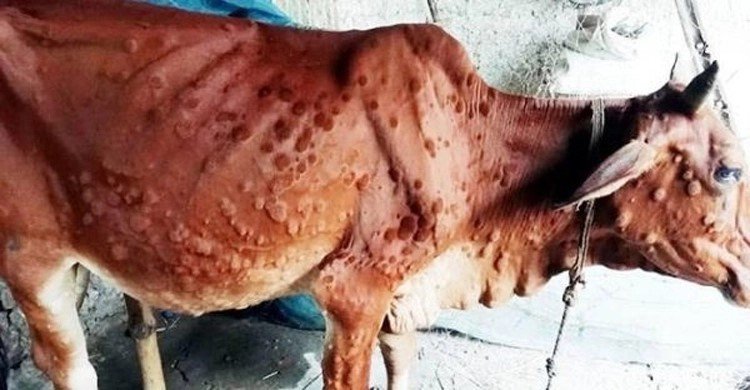 কুড়িগ্রামে ‘লাম্পি’ রোগে ১০ গরুর মৃত্যু, আতঙ্কে খামারিরা