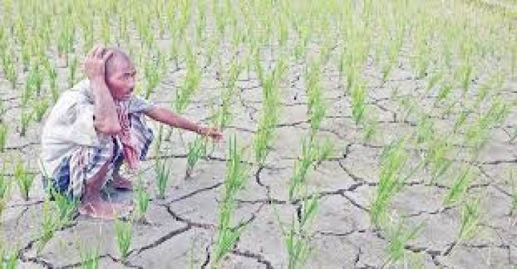 আউশের পর আমনের উৎপাদন কমার আশঙ্কা