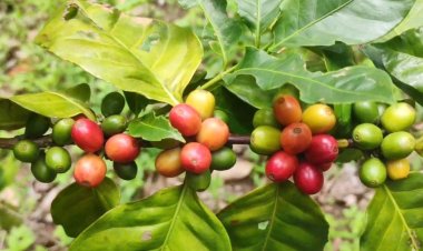 পাহাড়ে জনপ্রিয় হচ্ছে কফি চাষ