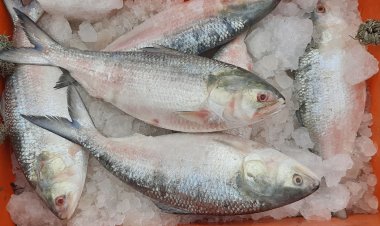 নিষেধাজ্ঞার আগের দিন চড়া দামে বিক্রি হচ্ছে ইলিশ