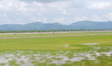 উখিয়া সীমান্তে ফের গুলির শব্দ, আতঙ্কে বাসিন্দারা