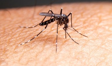মশা যাদের বেশি কামড়ায়, কী বলছে গবেষণা
