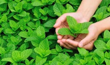 টানটান ত্বক পেতে পুদিনার জুড়ি নেই