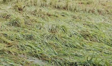 ঝড়ে নুয়ে পড়েছে ক্ষেতের ধান, দুশ্চিন্তায় কৃষক