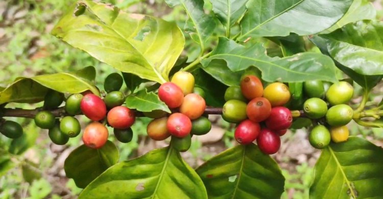পাহাড়ে জনপ্রিয় হচ্ছে কফি চাষ
