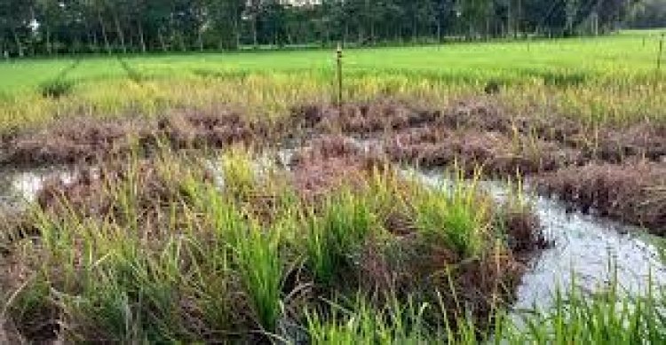 আমনে পাতাপোড়া রোগ, হতাশ কৃষক