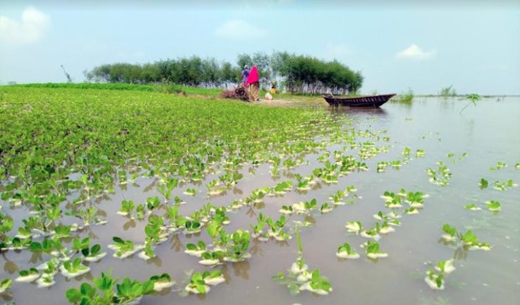 যমুনায় অসময়ে পানিবৃদ্ধি, তলিয়ে যাচ্ছে ফসল