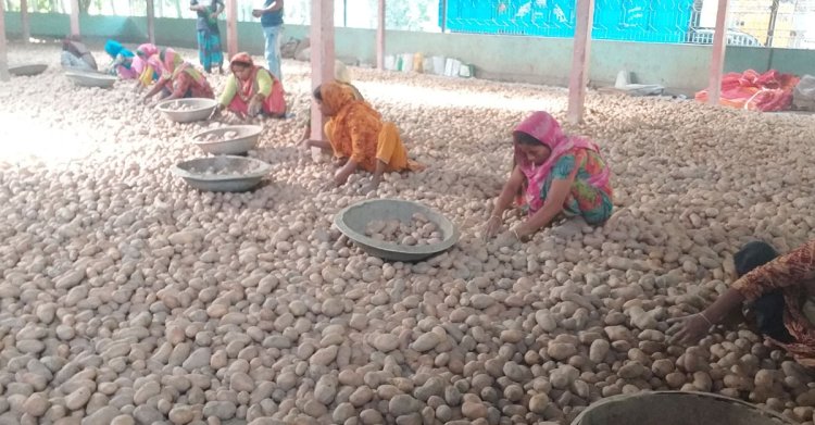 ‘আমরা আর আলু লাগামু না’