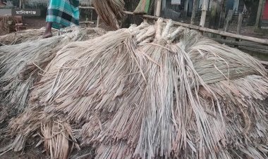  পাটের বাজারে ধস, দিশাহারা কৃষক