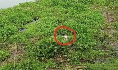  কচুরিপানার নিচে ভাসছিল মরদেহ