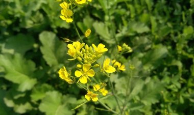 সরিষা শাকের উপকারিতা