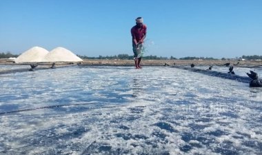 নতুন পদ্ধতিতে আগাম লবণ চাষ, দ্বিগুণ উৎপাদনের সম্ভাবনা