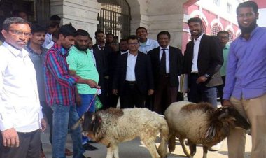 তিন মাস পর থানা থেকে মুক্তি পেল ভেড়া দুটি