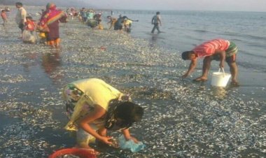 কক্সবাজার সমুদ্র সৈকতে ভেসে আসছে ঝাঁকে ঝাঁকে মাছ