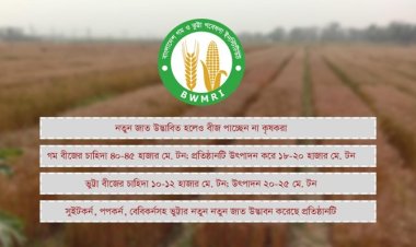 গম ও ভুট্টা গবেষণা ইনস্টিটিউটের সক্ষমতা বাড়লেও দেশে বীজের চাহিদা পূরণ হচ্ছে না