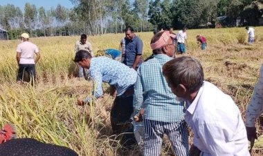 কারাগারে কৃষক, জমির ধান কেটে দিলেন বিএনপির নেতা-কর্মীরা
