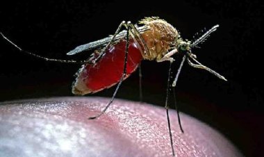 মশার কামড়ে এক মাস কোমায়, ৩০টি অস্ত্রোপচারের পর আপাতত সুস্থ যুবক