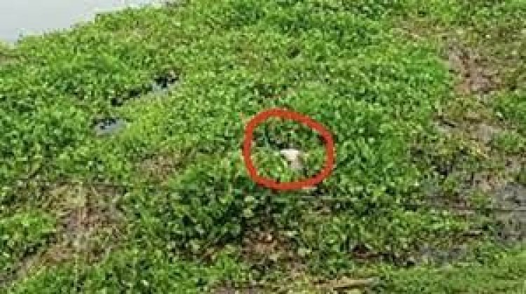 কচুরিপানার নিচে ভাসছিল মরদেহ