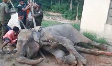 ডুলাহাজারা সাফারি পার্কে বাহাদুরের মৃত্যুর ৪৯ ঘণ্টা পর মারা গেলো ‘রঙমালা’