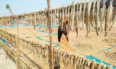 তালতলীতে শুঁটকির মৌসুম শুরু, দাম নিয়ে শঙ্কায় ব্যবসায়ীরা