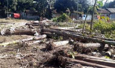রাতের আঁধারে সরকারি জমি থেকে ৩ শতাধিক গাছ কাটার অভিযোগ