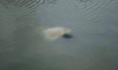 বগুড়ায় খালের পানিতে ডুবে শিশুর মৃত্যু