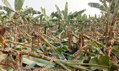 ঝিনাইদহে শত্রুতার বলি ৬০০ কলাগাছ