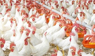 প্রাণীদেহে মাত্রাতিরিক্ত এন্টিবায়োটিক ব্যবহারে বাড়ছে বিপদ