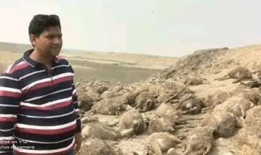 কুকুরের আক্রমণে ১৭৫ ভেড়ার মৃত্যু